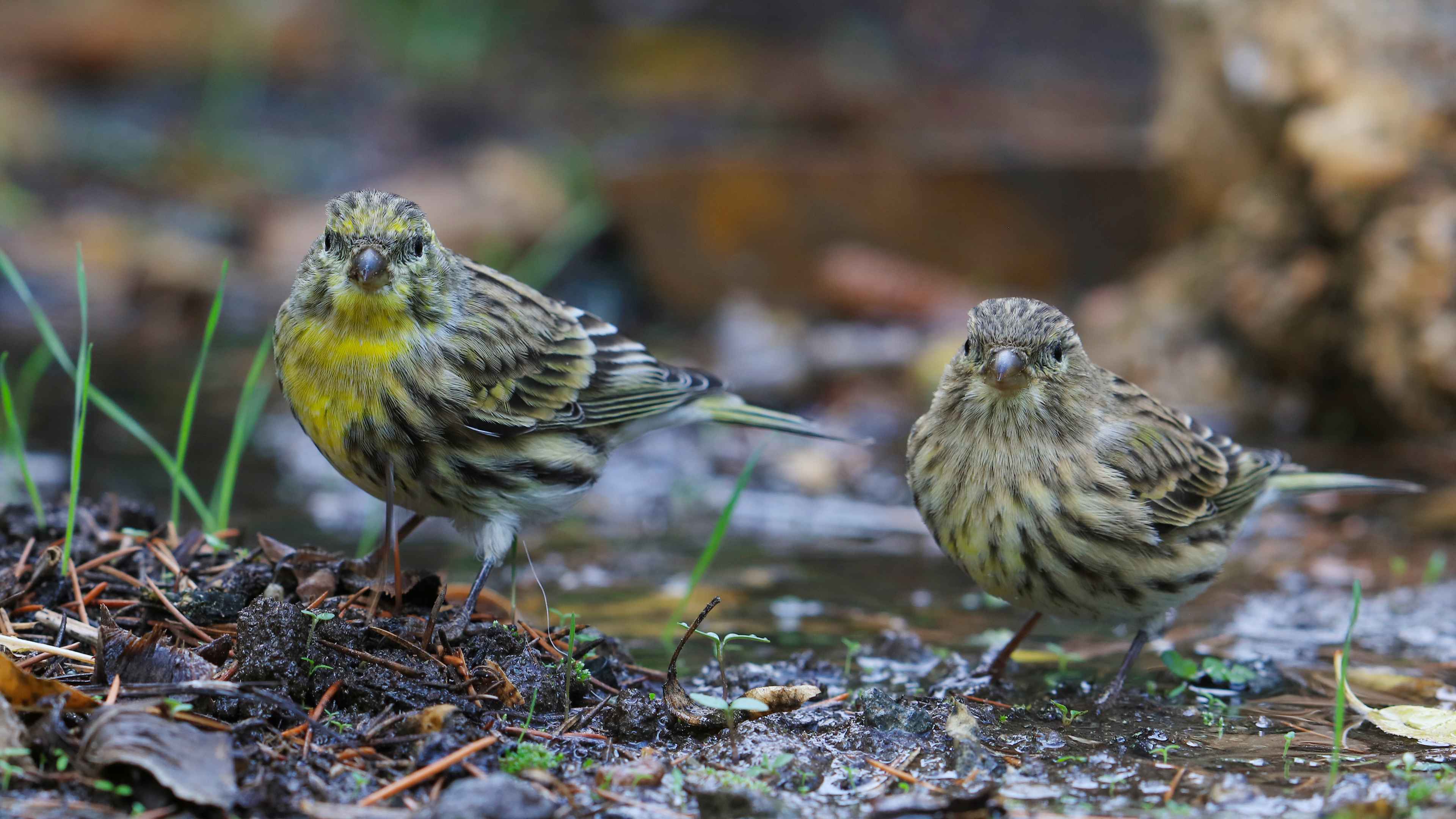 European Serin